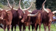 Prohlídka: stezka v historii, folklór a toponymy